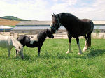 Fr alle Pferderassen - vom Pony bis Shire Horse