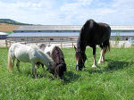 Fr alle Pferderassen - vom Pony bis Shire Horse