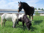Für alle Pferderassen - vom Pony bis Shire Horse